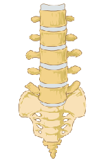 Lower_spine