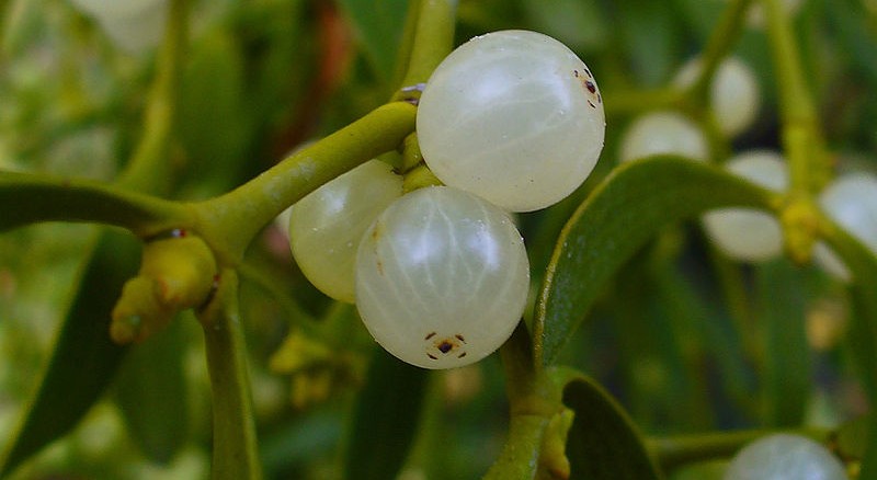 mistletoe