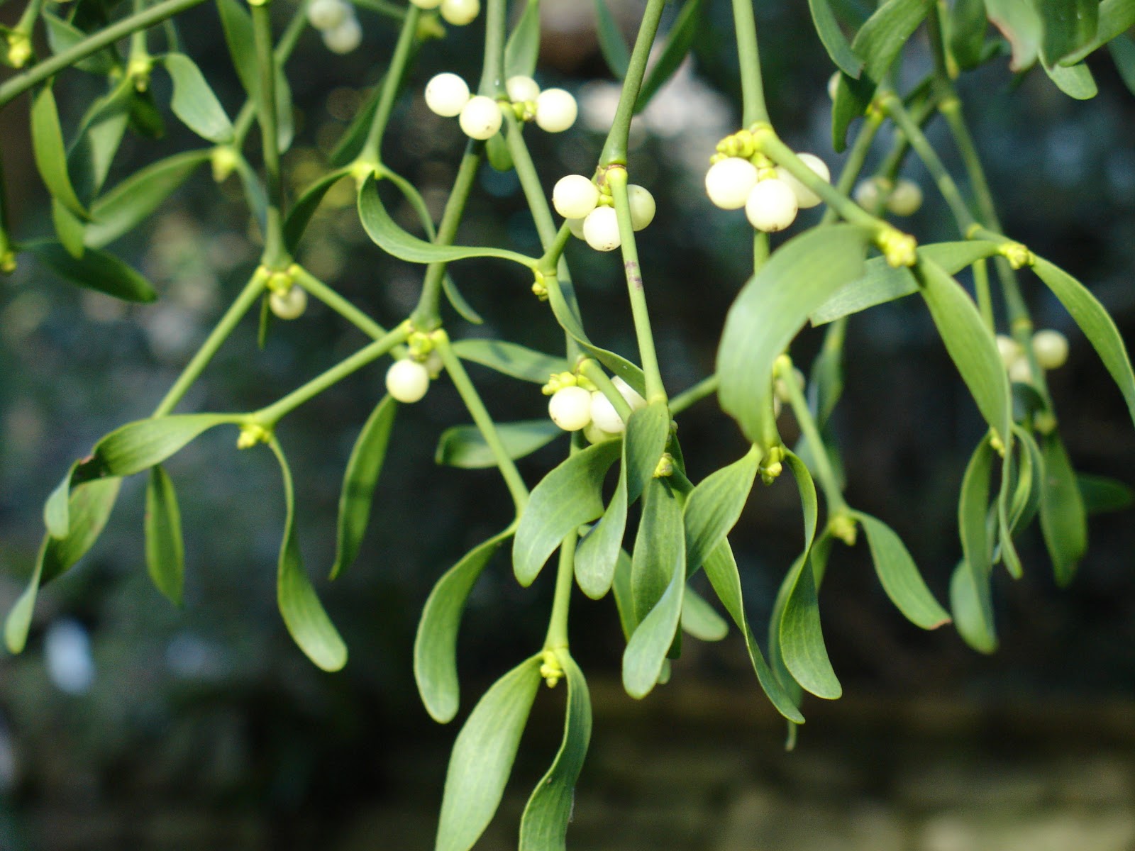 Image result for mistletoe