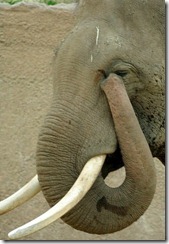 elephanttrunk