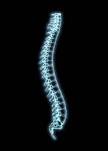 spine-xray-772334